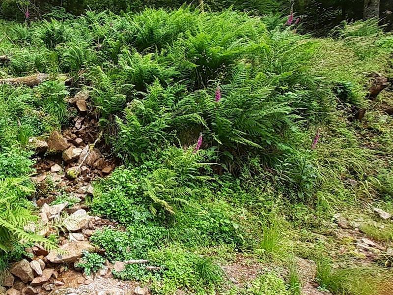 Balade : Vieilles forêts du Ballon d'Alsace