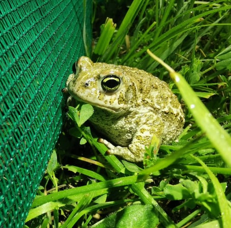 URGENT ! Appel à bénévoles - Aidez les crapauds calamite !