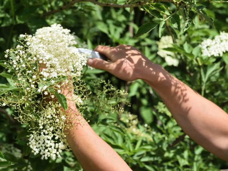 Balade-cueillette & initiation à la cuisine sauvage