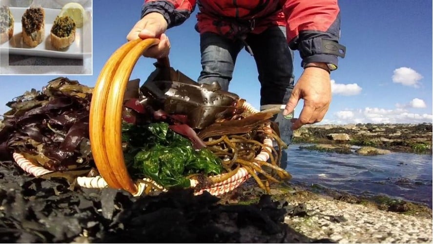 Détente Origin’algues (découverte des algues et cuisine)