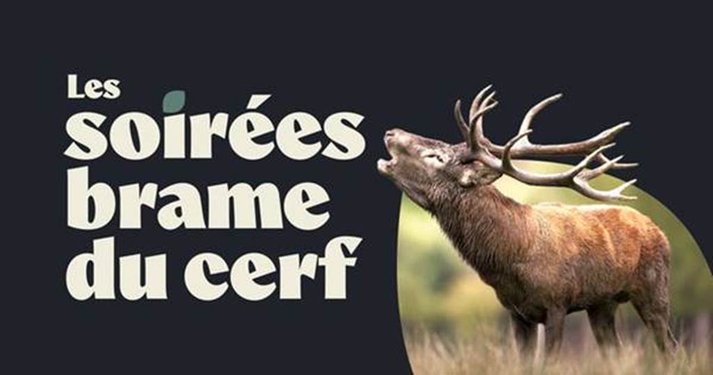 Les soirées brame du cerf