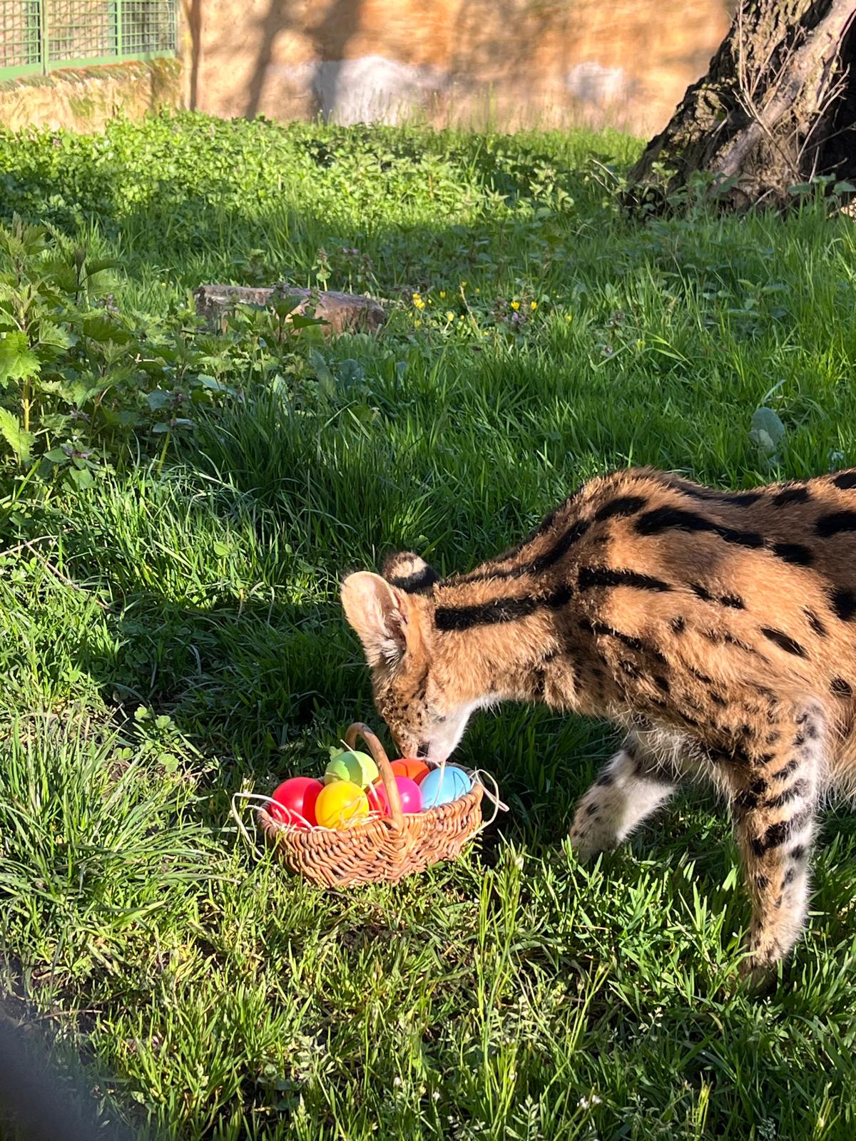 Touroparc fête Pâques !