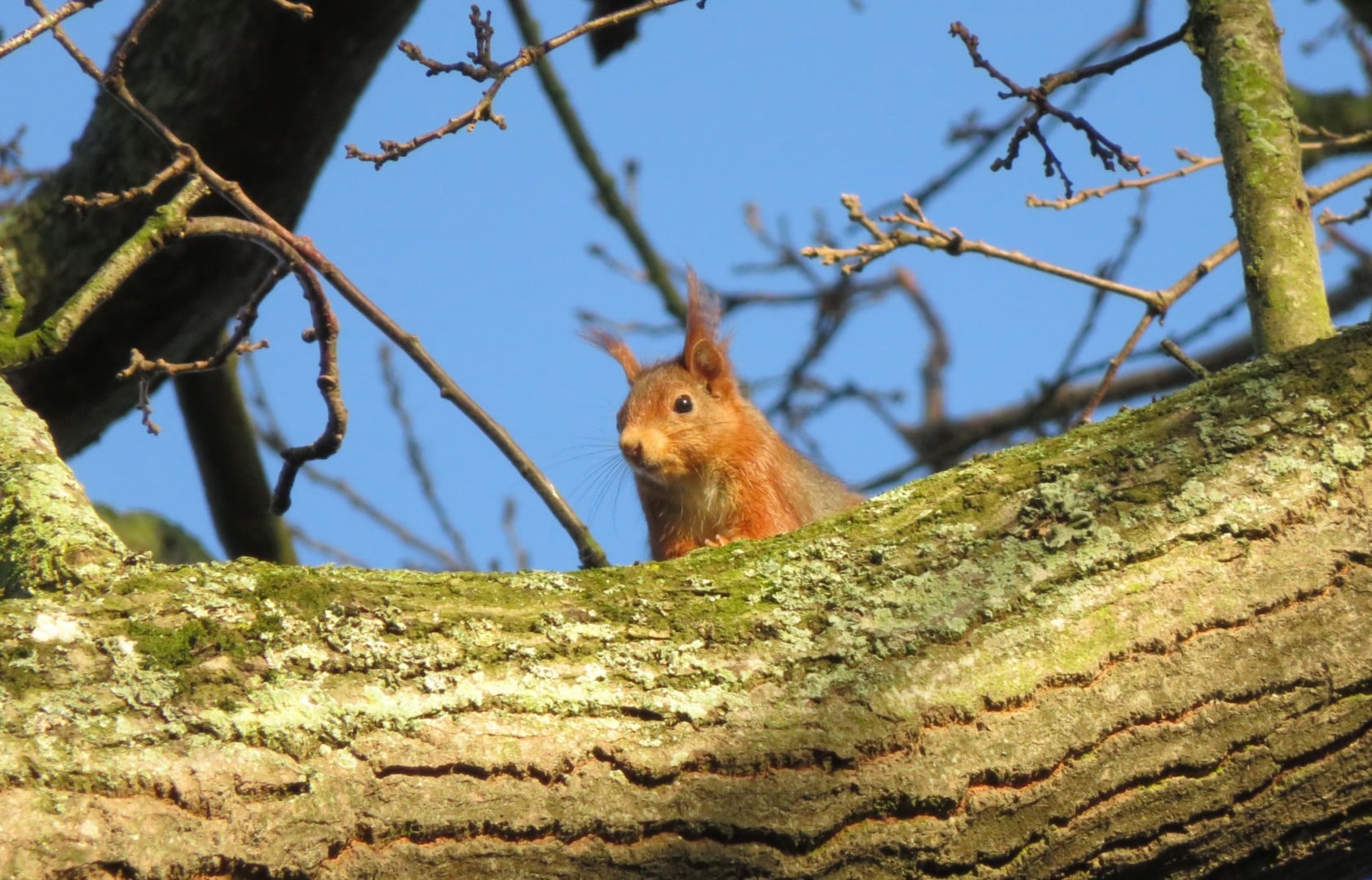 Sur les traces et indices des animaux du bocage
