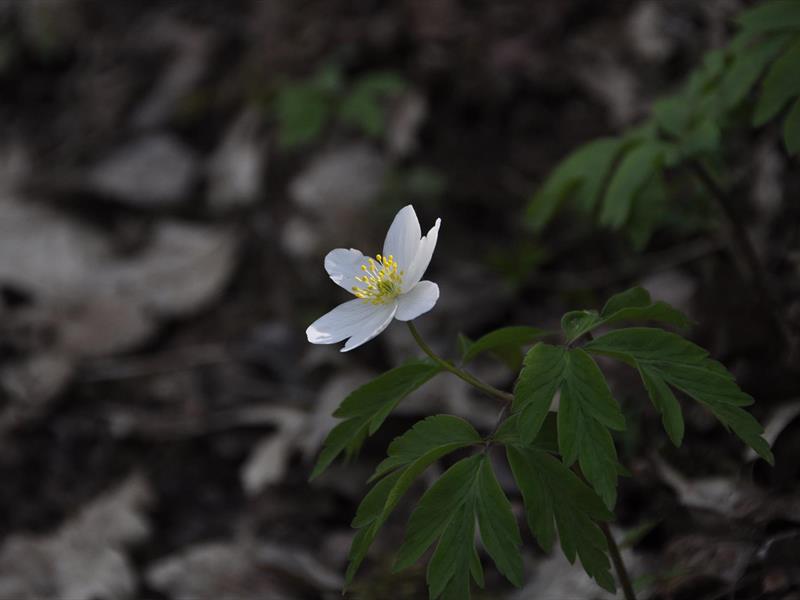 Entrez dans la ronde