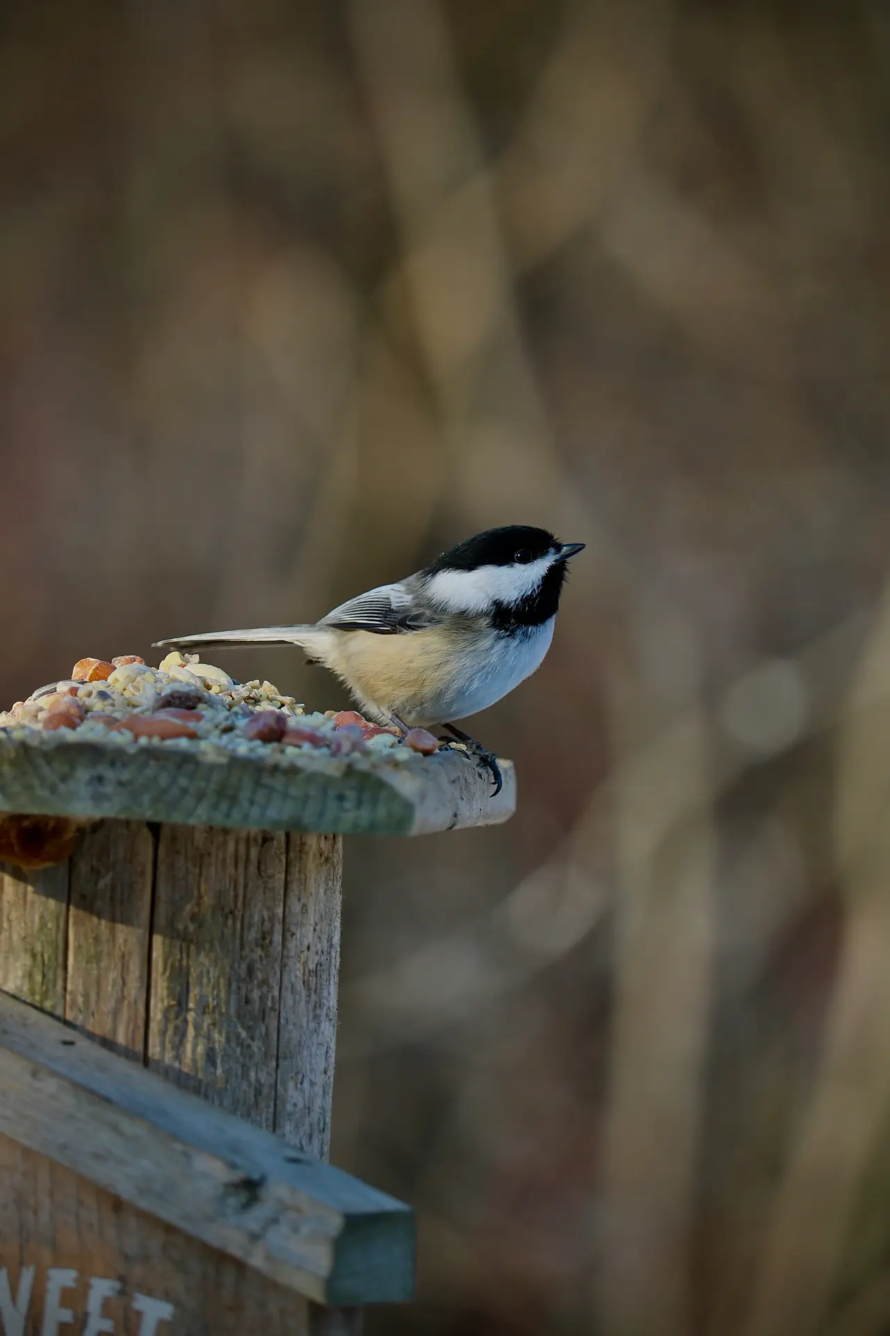 "Fête de la nature" Safari des petites bêtes et découverte des oiseaux à la Maison du Mulet