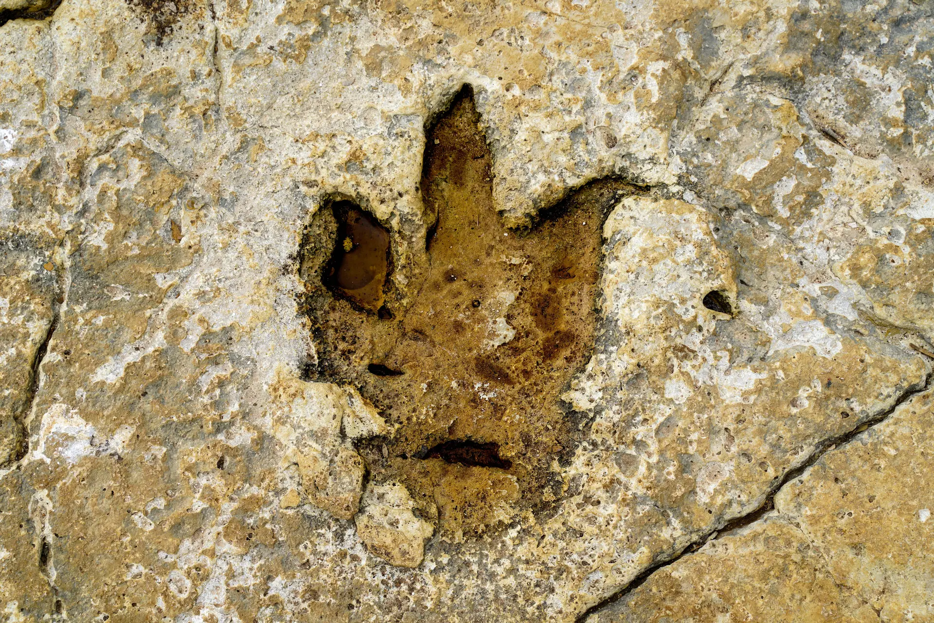 Anim'été au Musée Promenade - Fouilles à remonter le temps