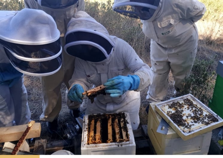 IMMERSION AU PAYS DES ABEILLES