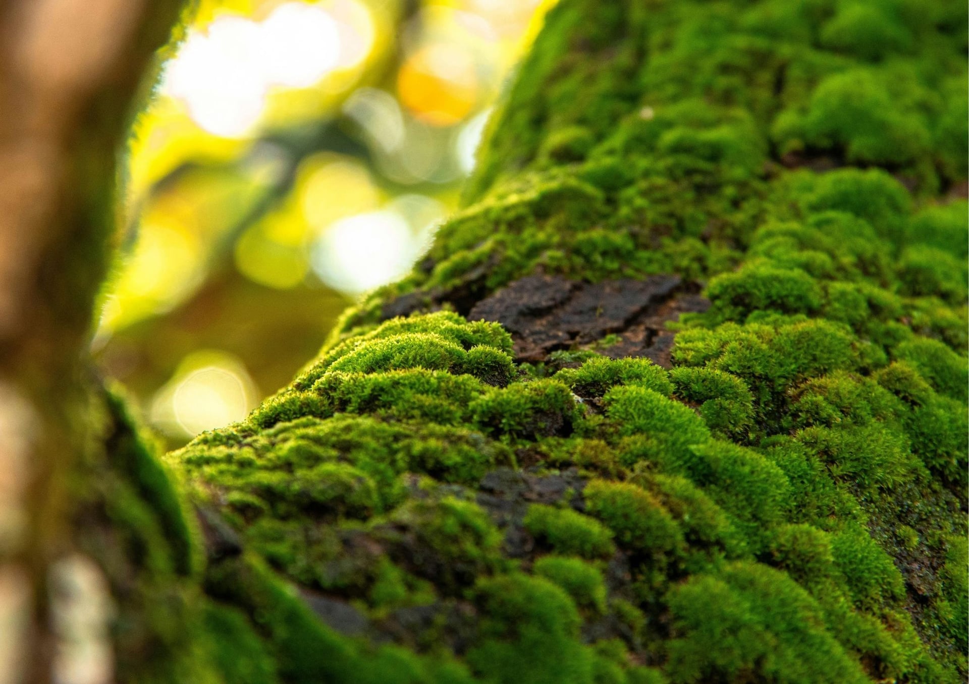 Micro-Safari : les mousses à portée de loupe !