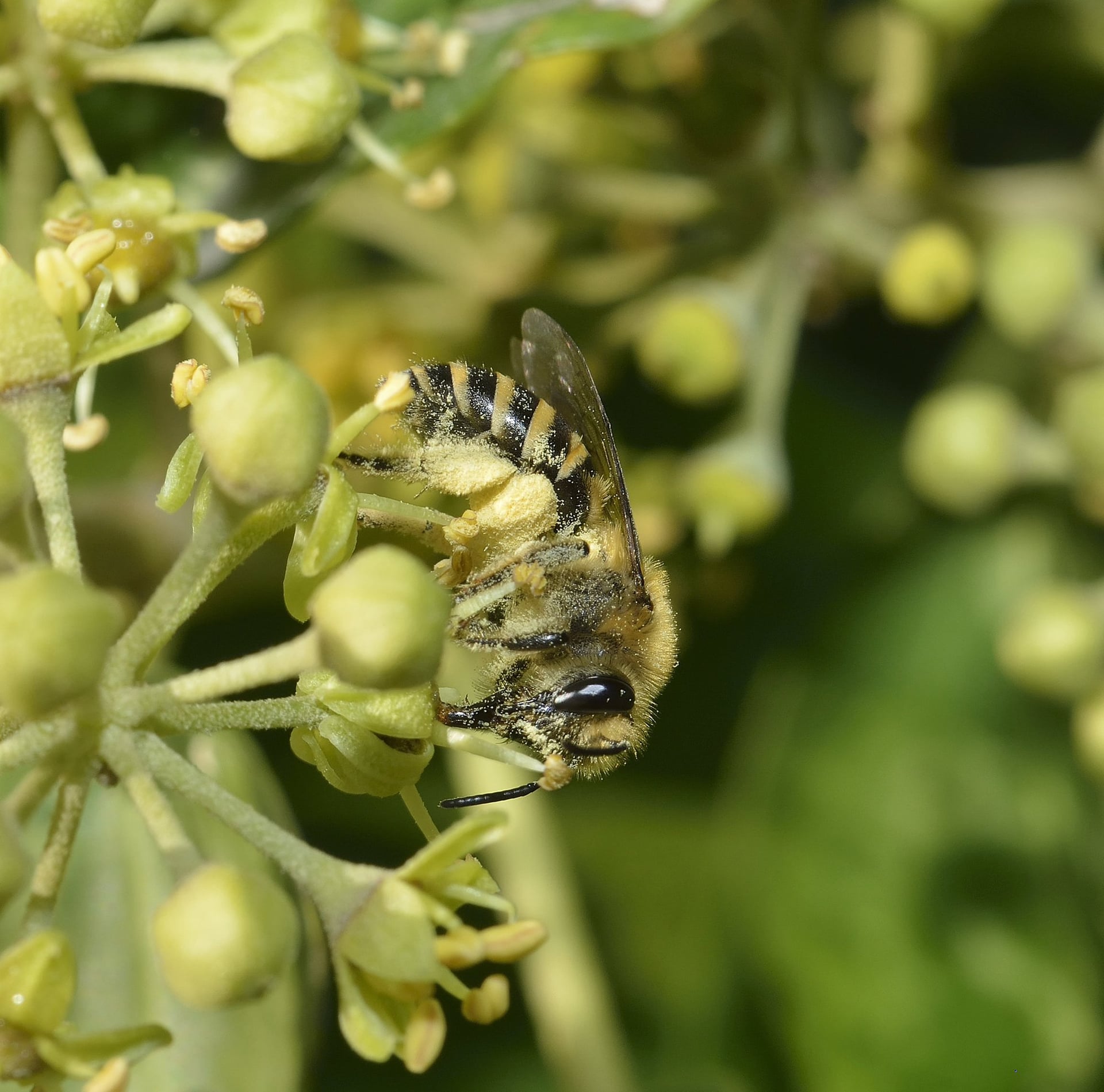 Foire aux fruits d'automne et Grand jeu à la découverte des pollinisateurs !
