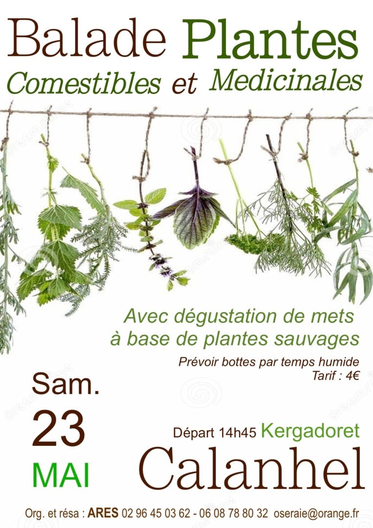 Balade plantes comestibles et médicinales