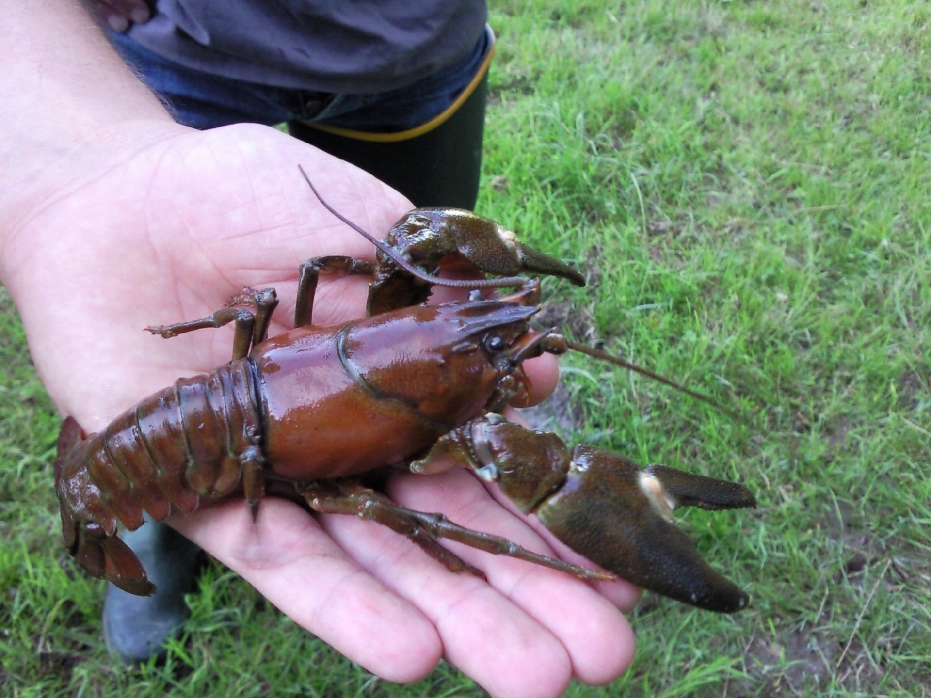 Initiation pêche à l’écrevisse