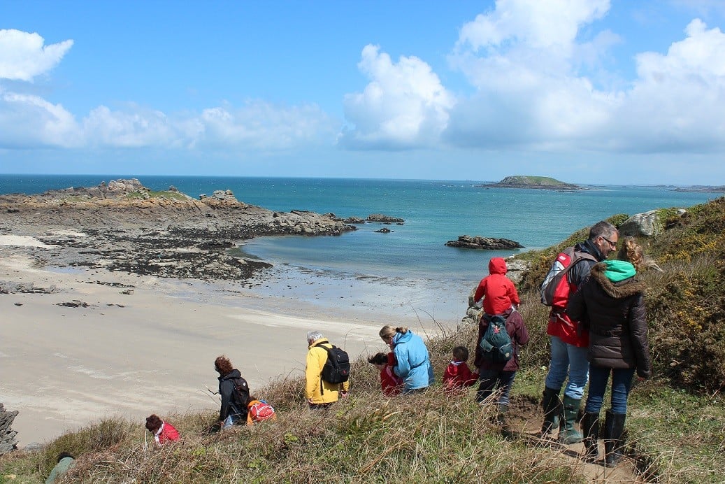 Sortie nature : Algues et plantes comestibles du bord de mer