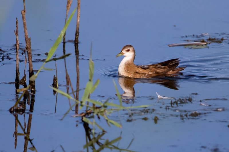 A l'écoute des marouettes