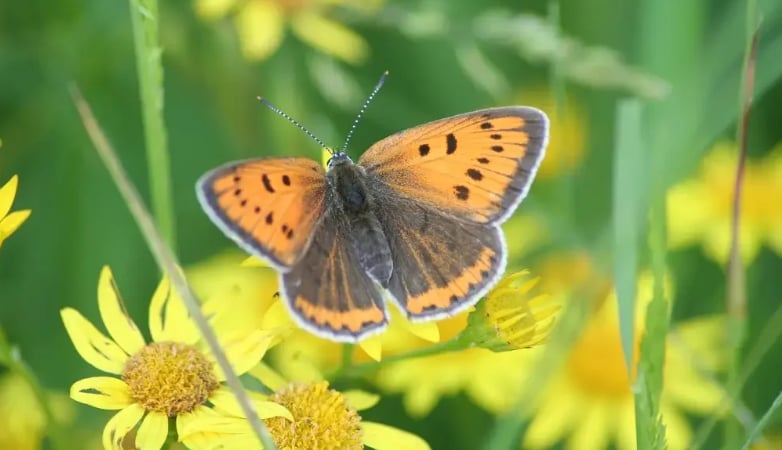 Sortie nature à Condren: L'étincelle des marais