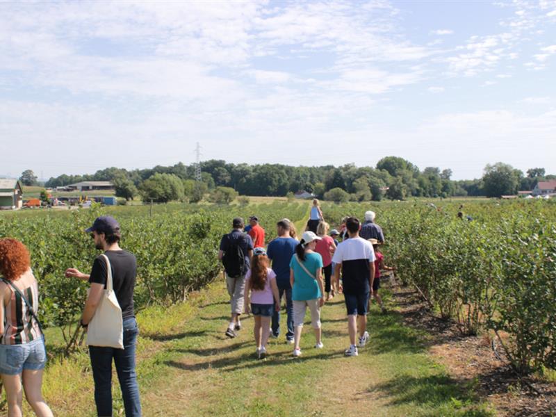 Visite guidée de la culture de myrtilles à la Ferme Brand-Arbogast