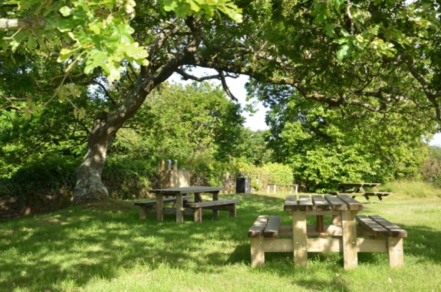 Atelier nature (6-12 ans) : l'arbre dans tous ses états