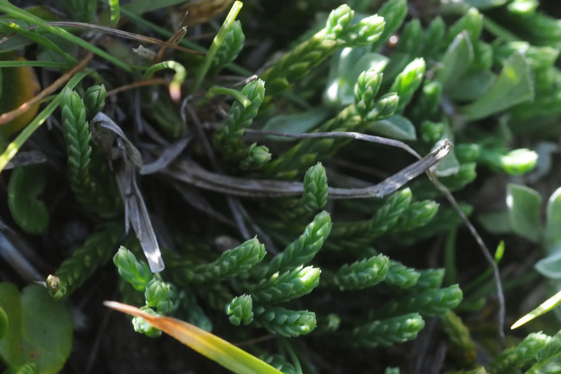Atelier scientifique : à la recherche de la patte de loup (la plante!)
