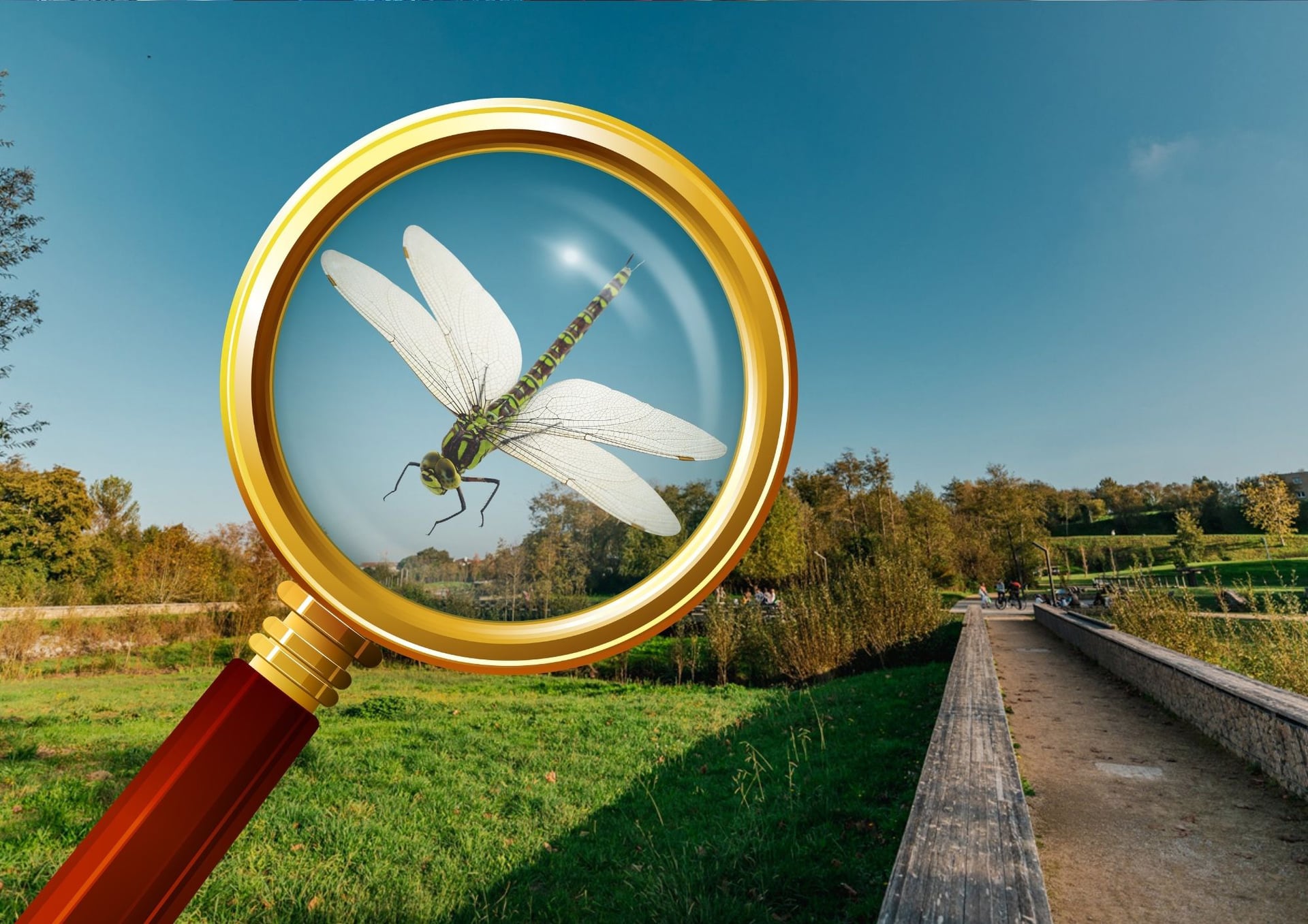 Inventaire participatif sur les libellules au Maharin