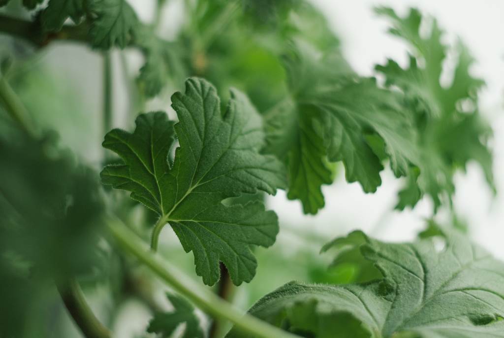 Secrets de plantes
