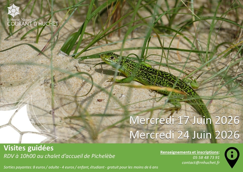 Partez à la découverte de la Réserve Naturelle du Courant d'Huchet