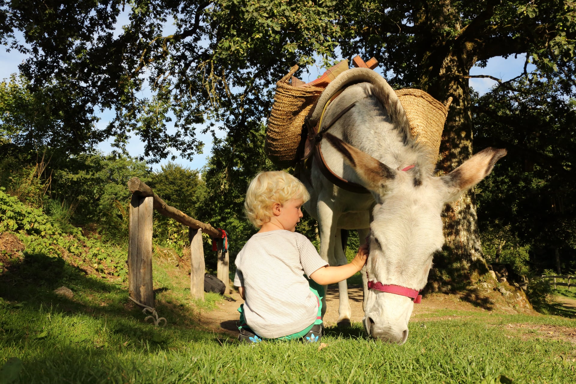 J'apprends à m'occuper de mon âne