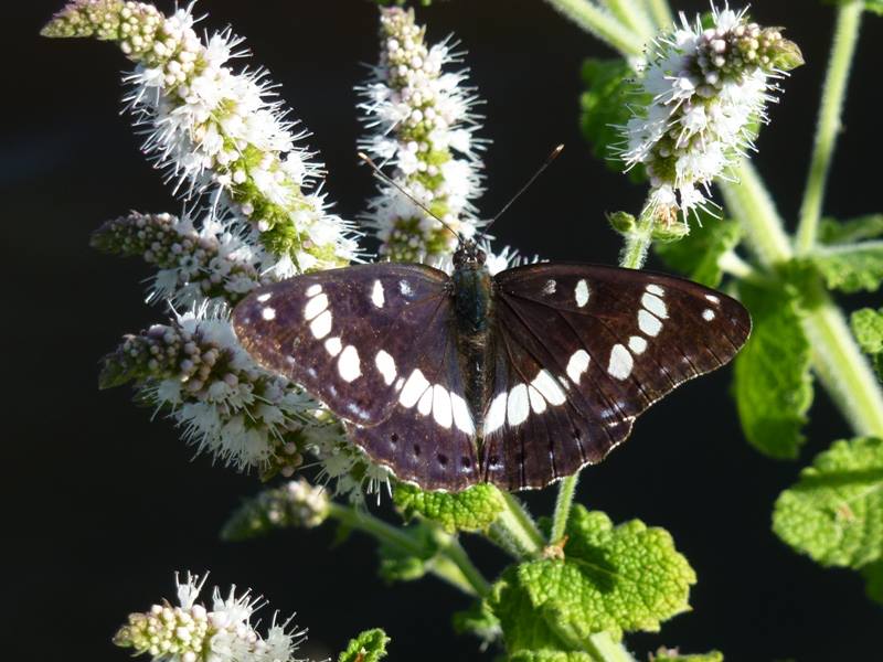 Papillons de Brenne (dans les pas de Maurice)