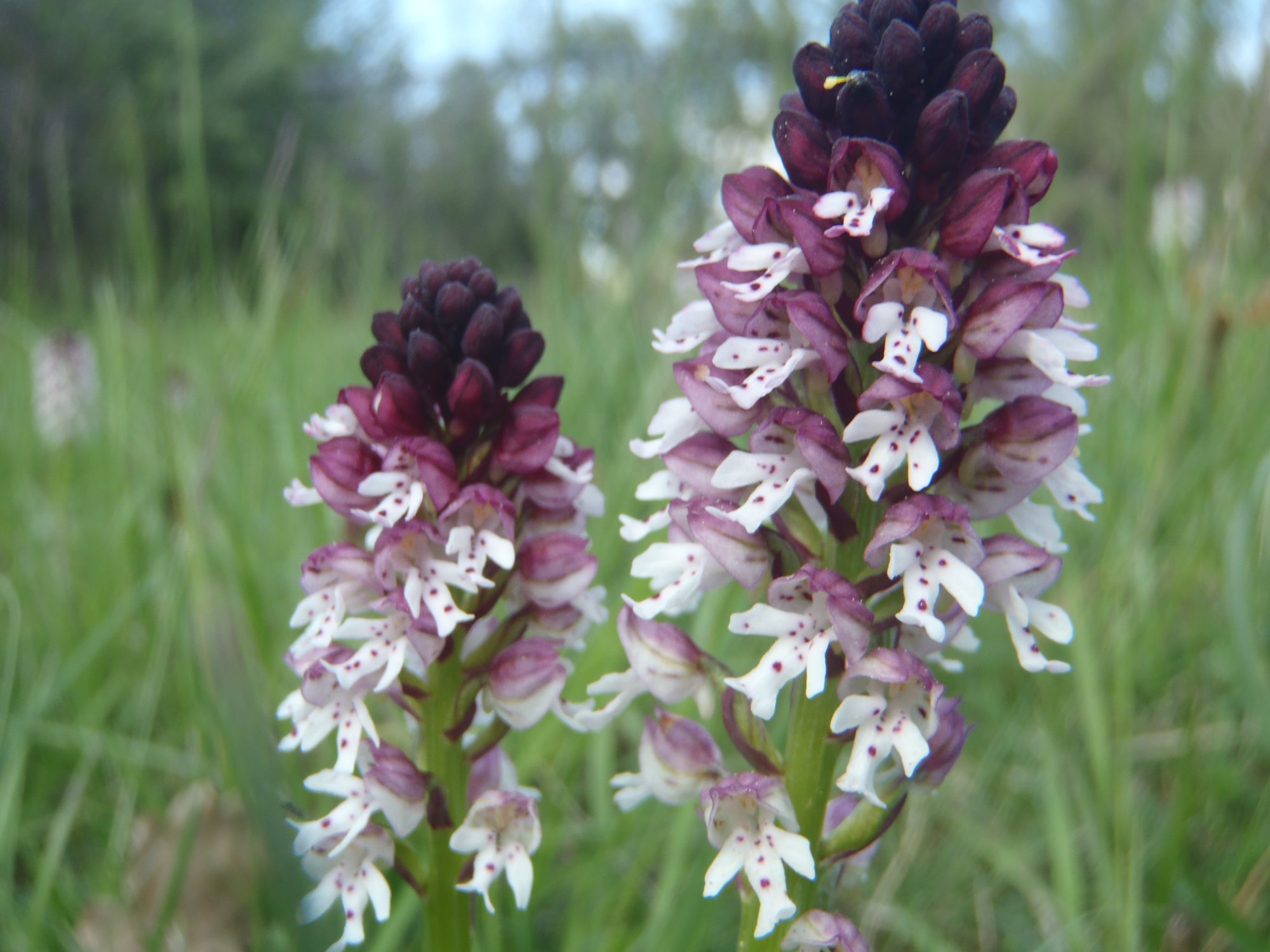 Des fleurs pas comme les autres