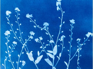 ATELIER CYANOTYPE AU MUSEE DU BOIS
