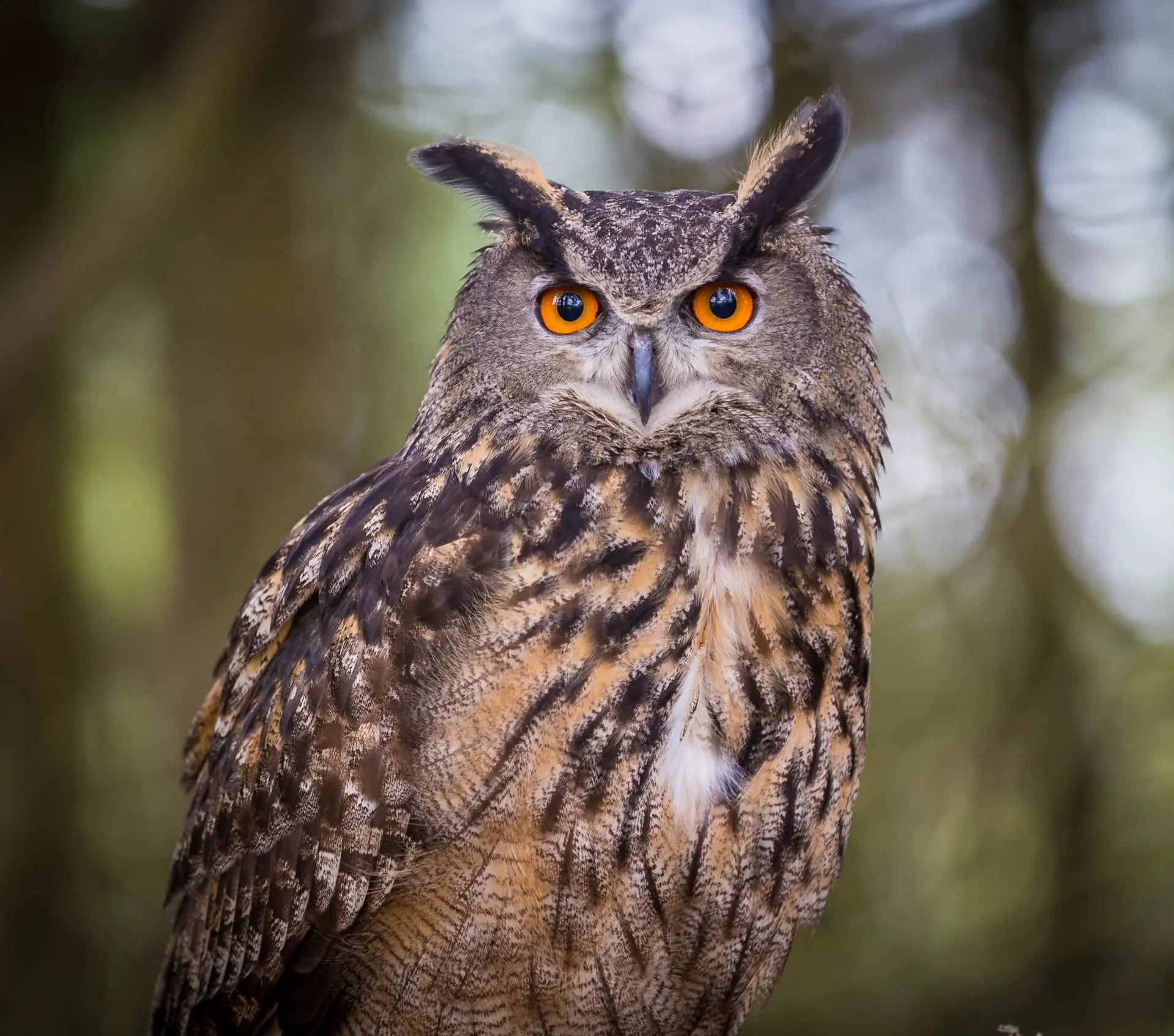 Sortie ornithologique : Sur les traces du grand-duc