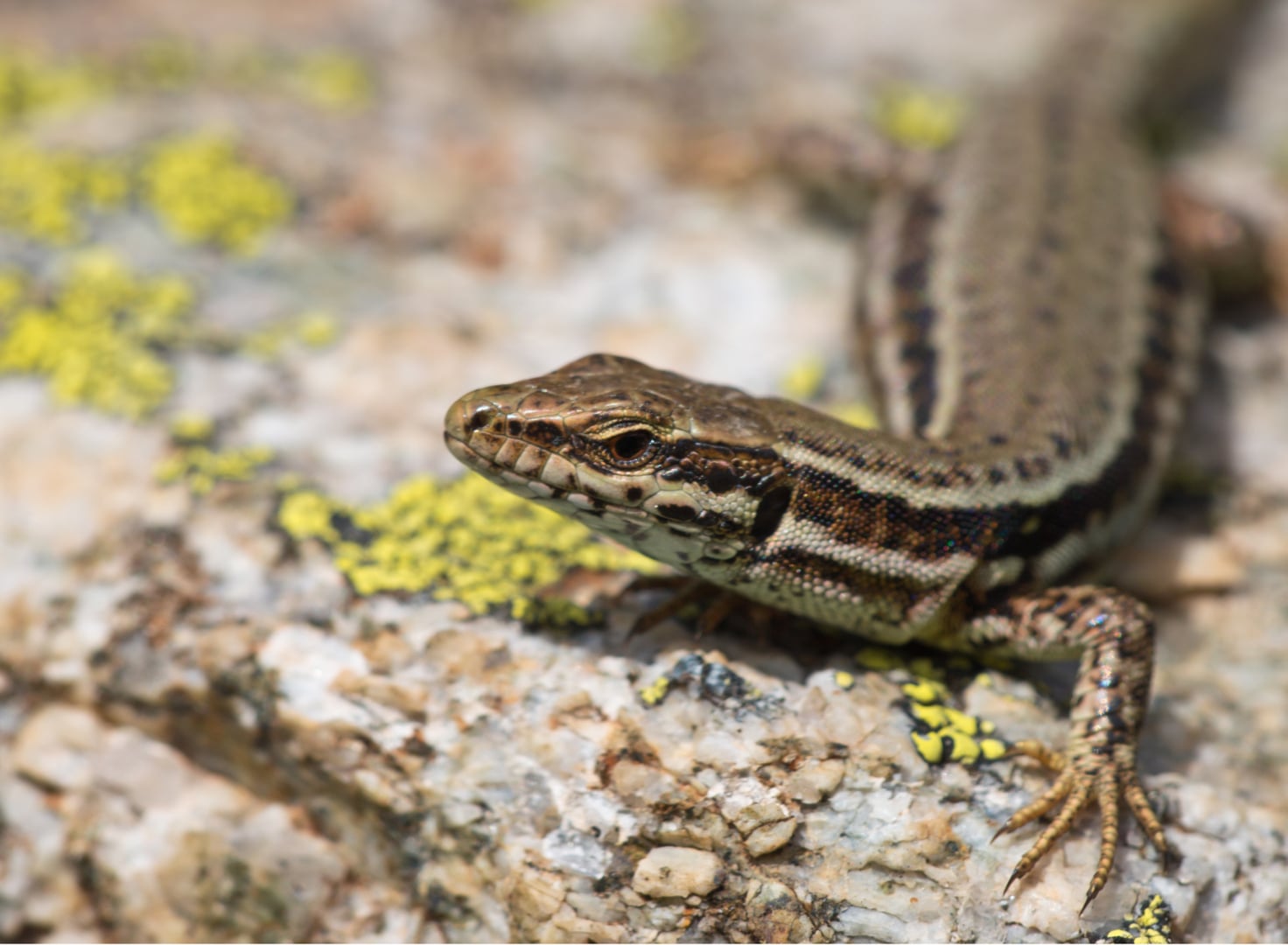 Université de la nature – Initiation à la reconnaissance des reptiles
