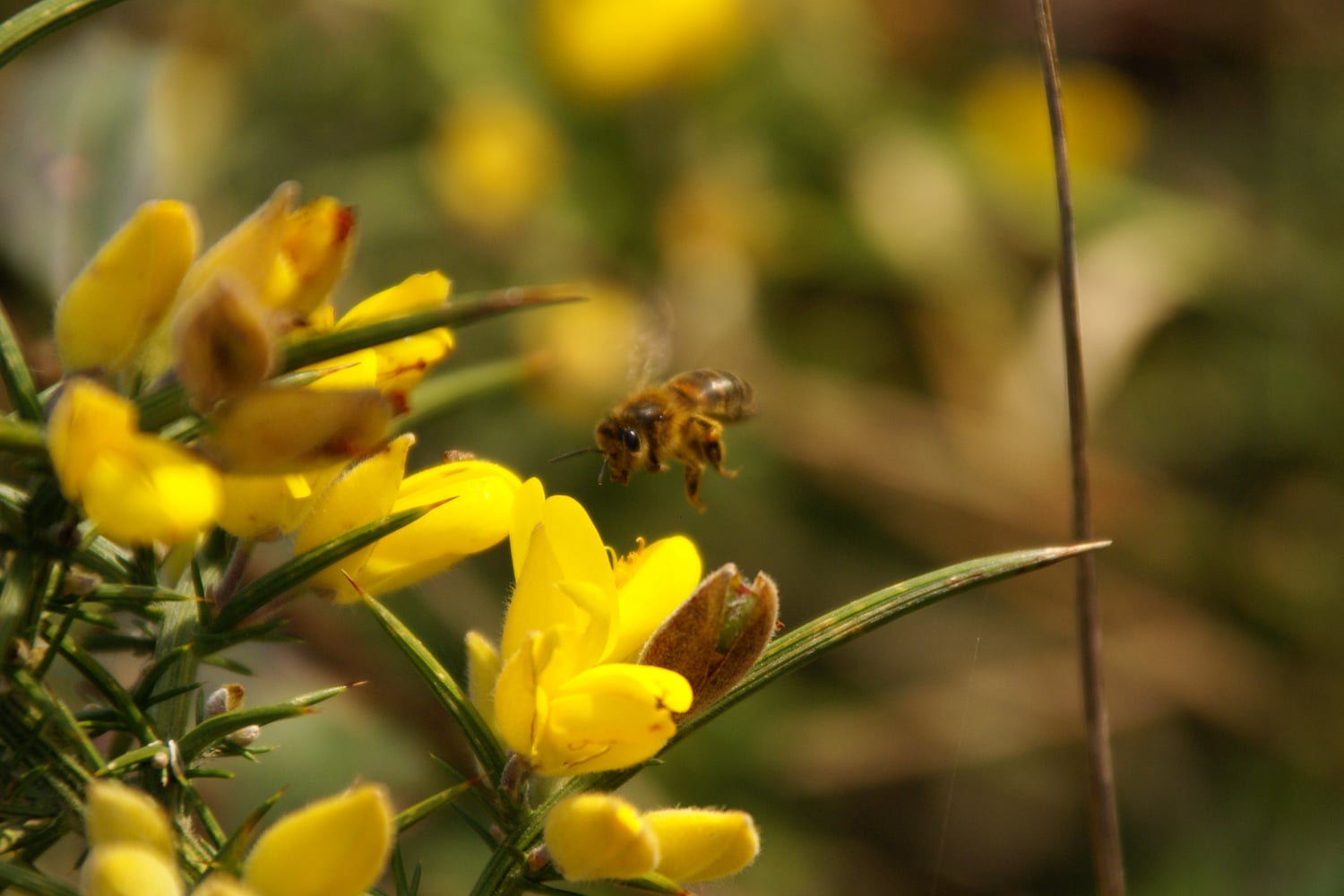 Le trésor des abeilles
