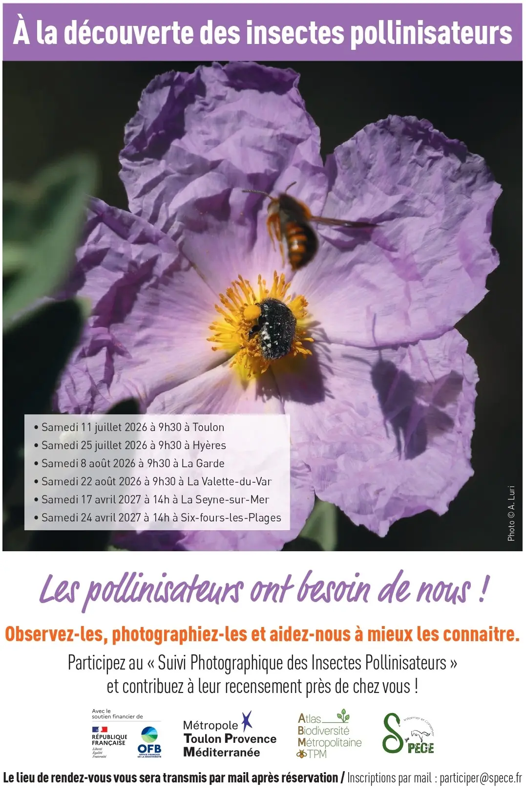 Sortie nature - À la découverte des insectes pollinisateurs