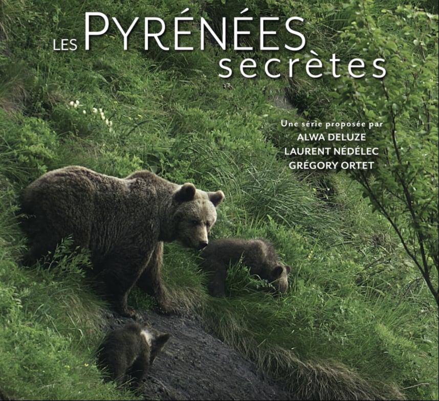 Projection - échanges : Le roi des fôrets ancestrales, l'Ours Brun