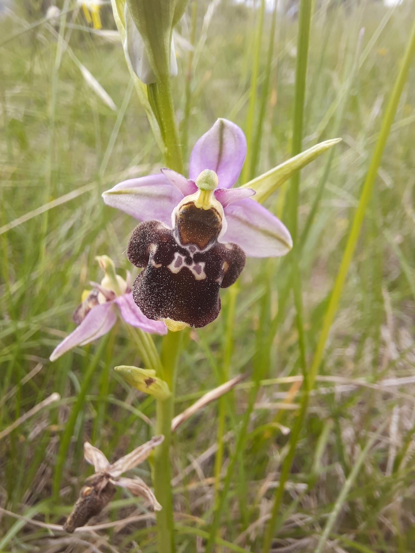 Les orchidées sauvages du puy de Pileyre