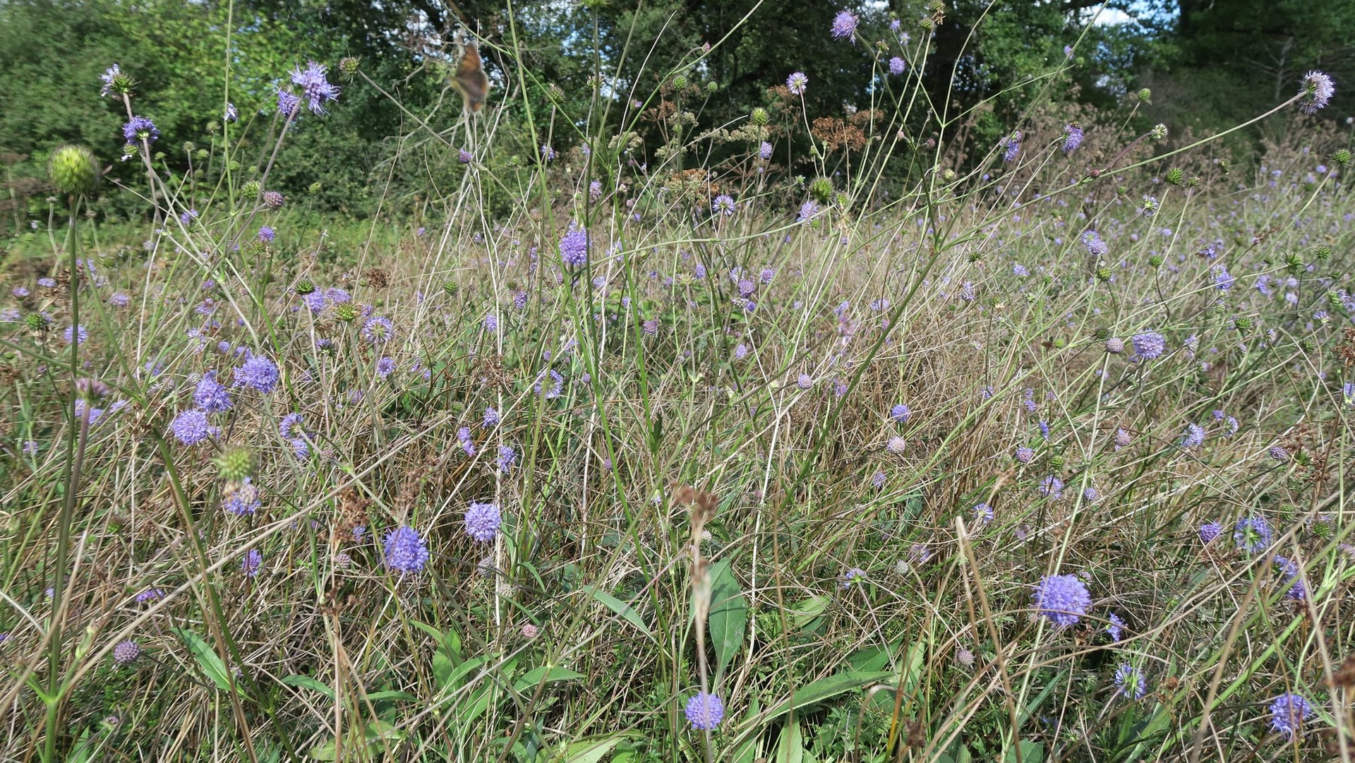 Conservatoire d'espaces naturels de Nouvelle-Aquitaine
