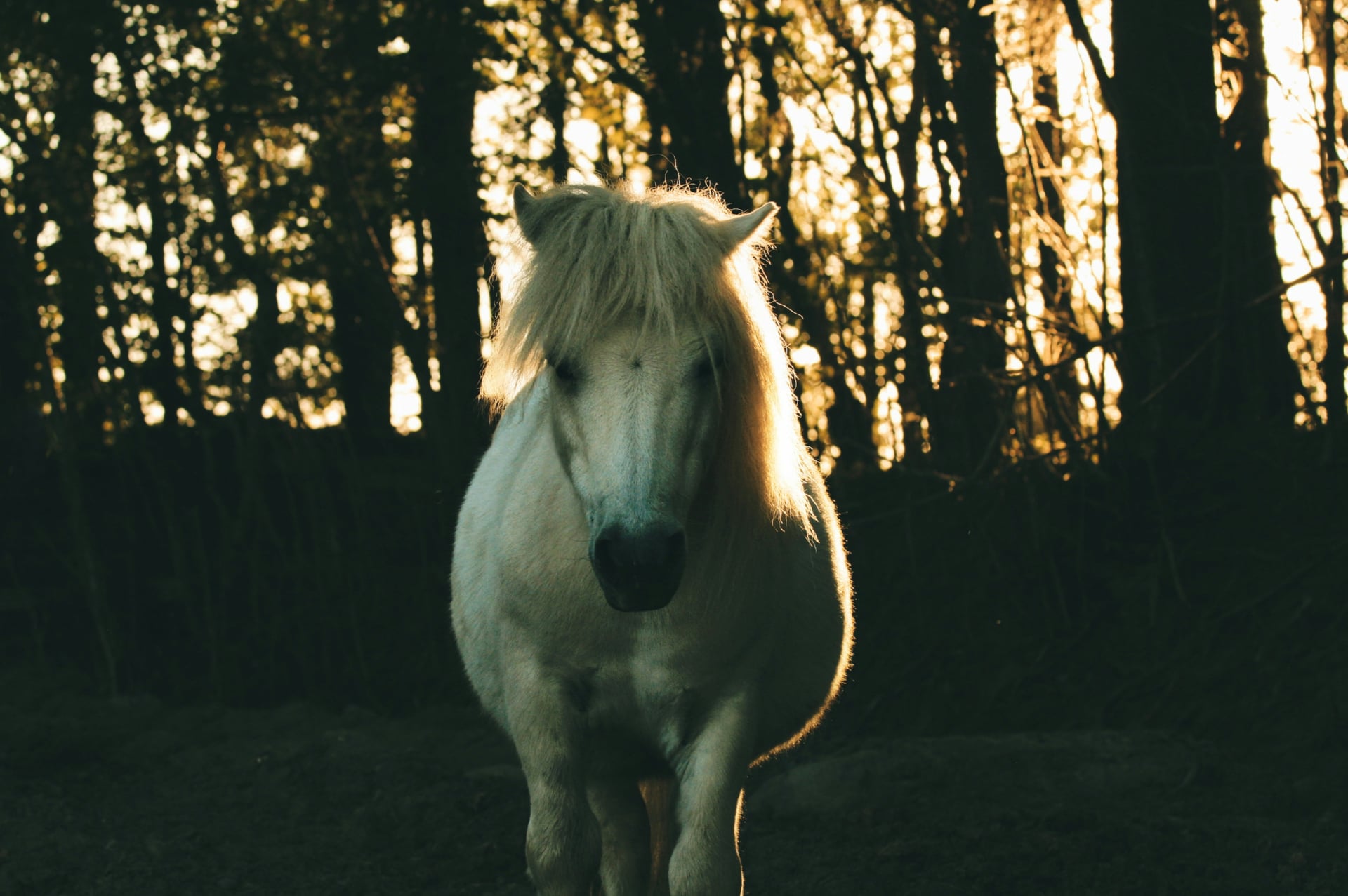 Rencontres Cultive Ta Science - médiation animale