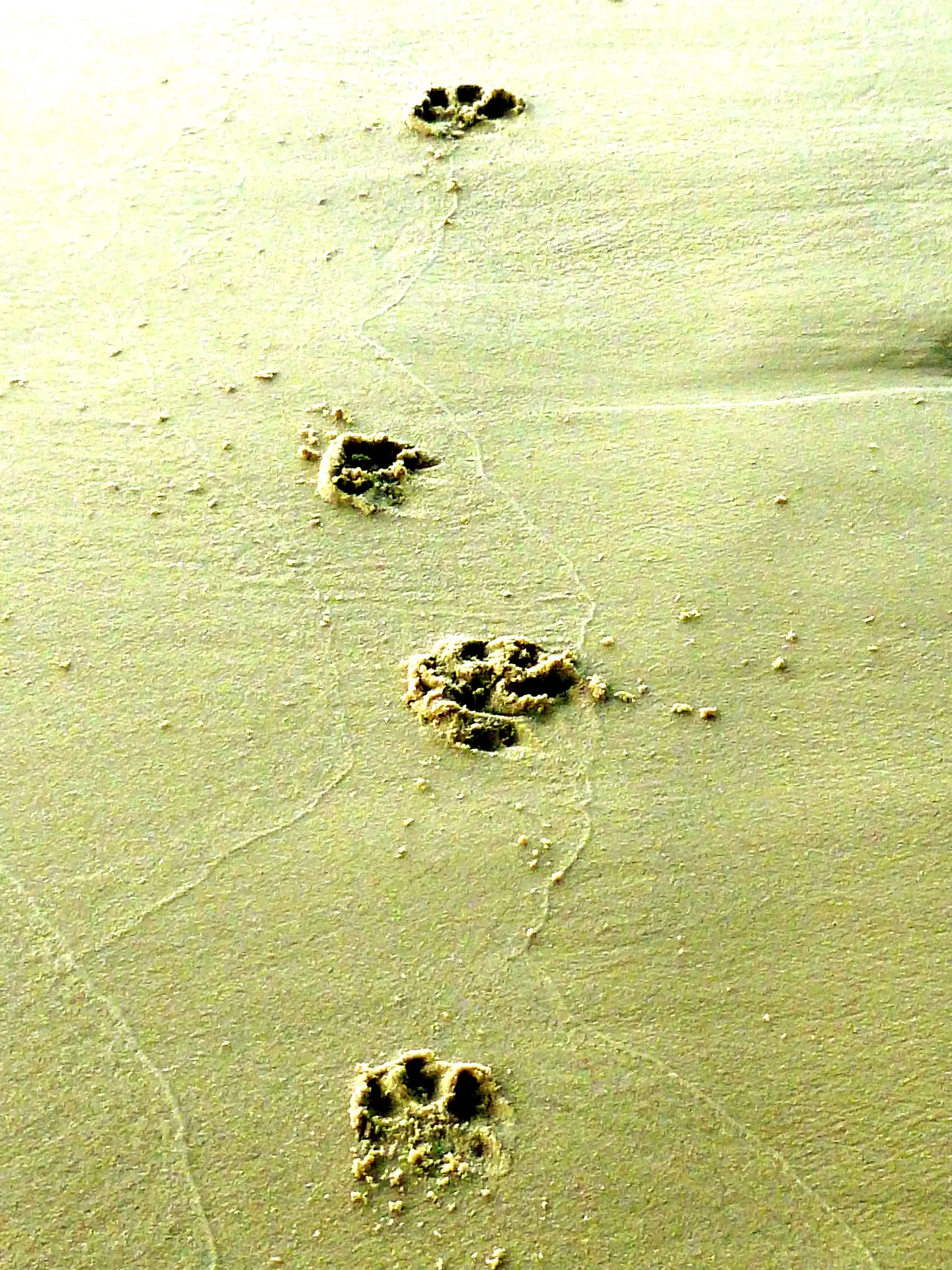 Atelier découverte "Sur la piste animale"