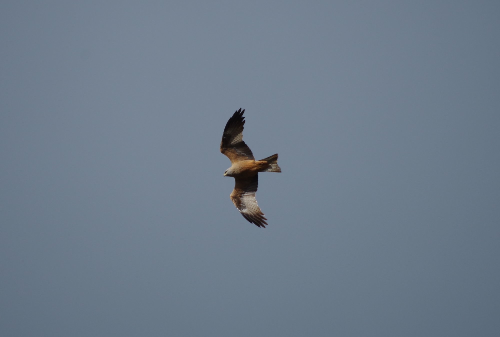 Balade nature oiseaux - Les oiseaux de l’été