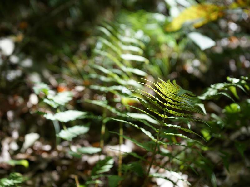 A la découverte des plantes sauvages