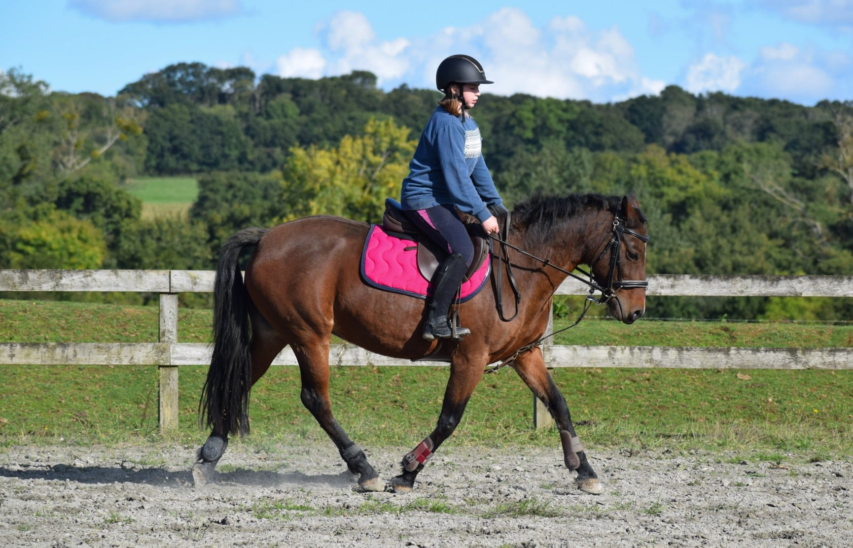 Stage équestre – Cheval