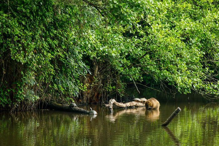Mystères et tortues