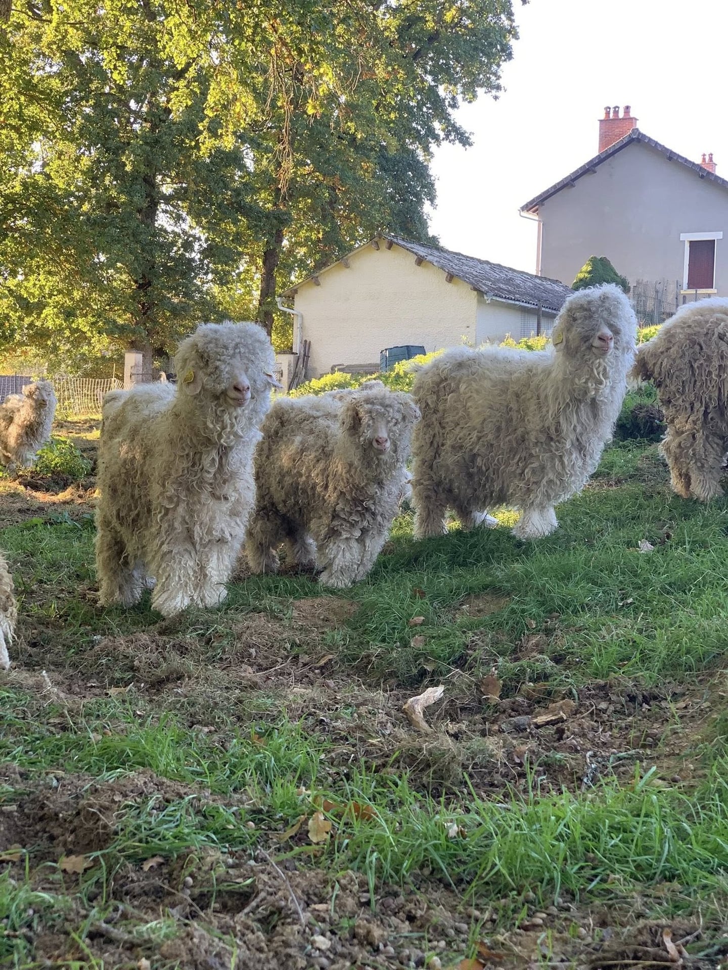 Tonte à la ferme pédagogique du domaine D'Hestia