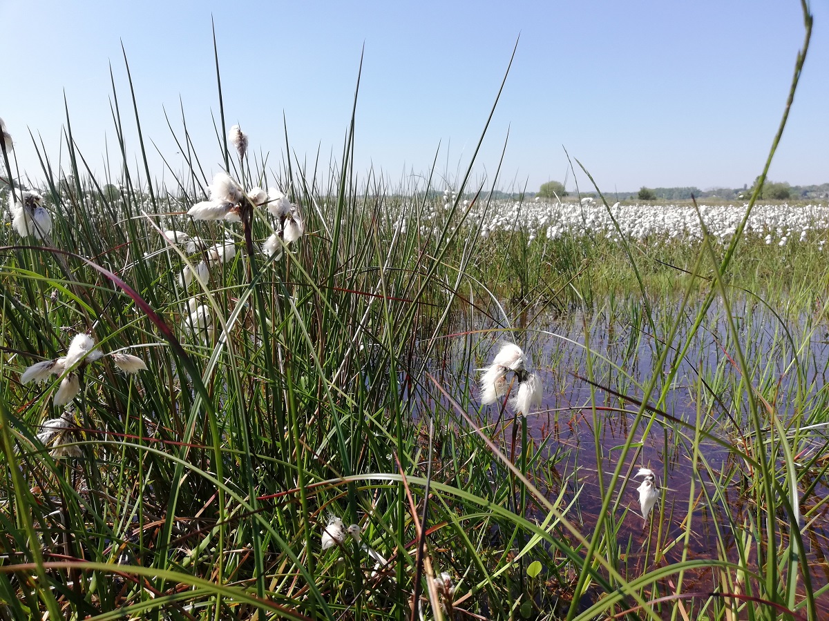 Découverte d’une tourbière au printemps