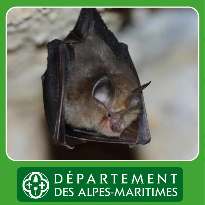 30ème nuit internationale de la Chauve-souris