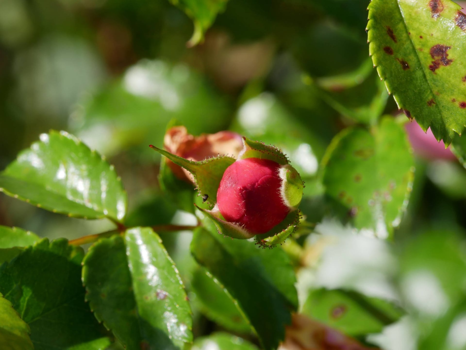 Balade botanique dessinée