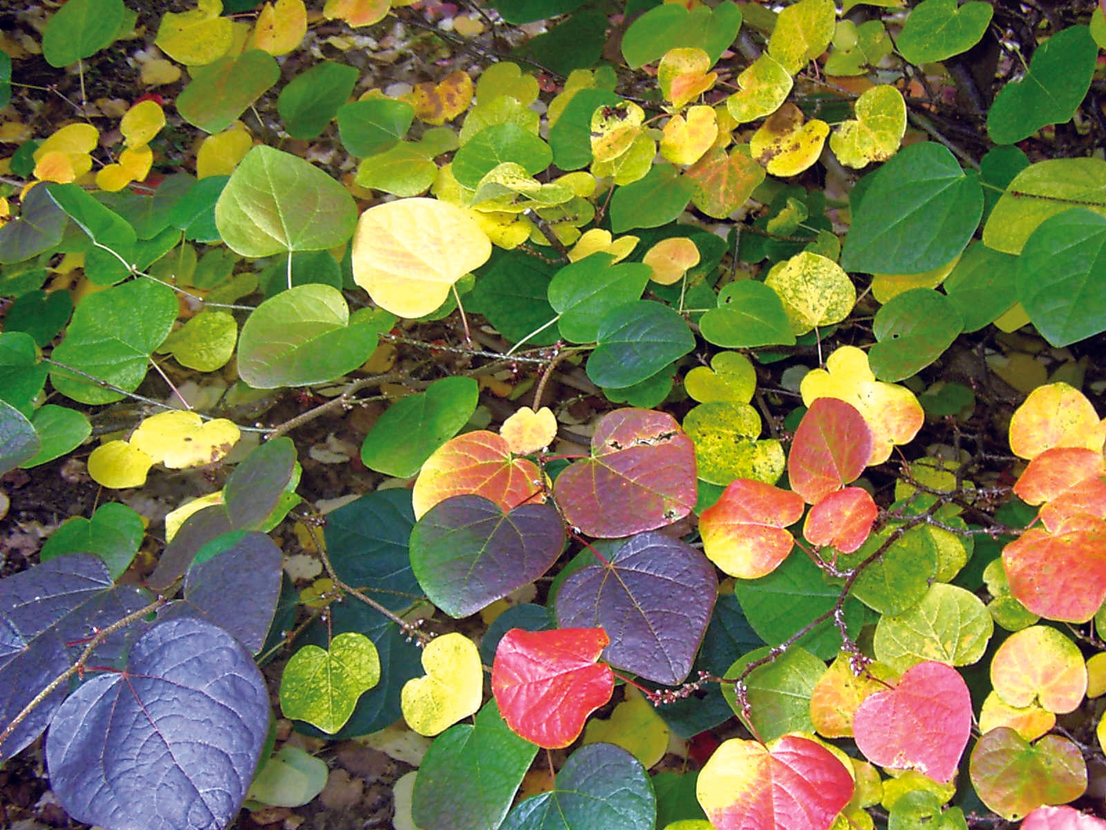 Journées des plantes d'automne