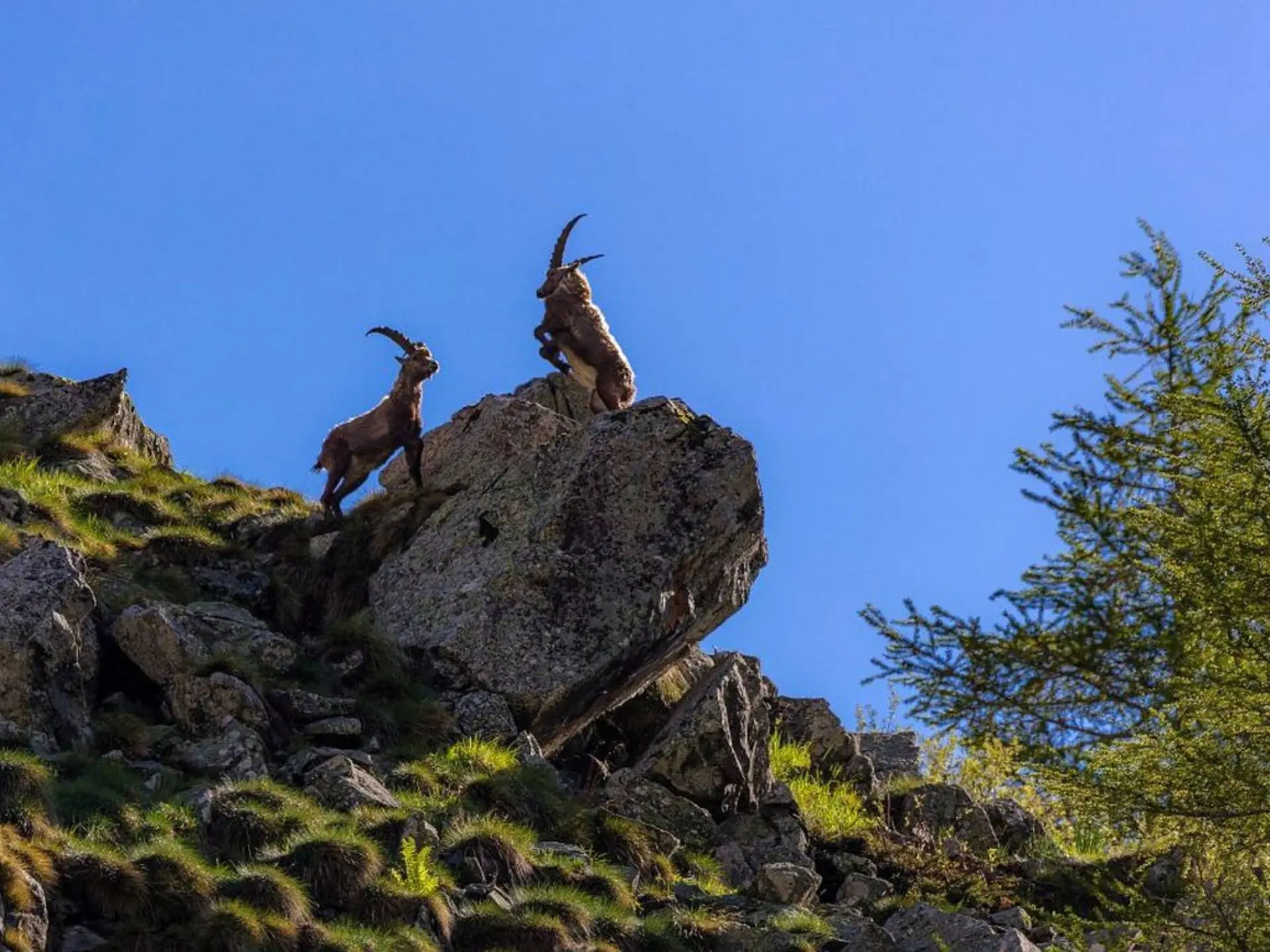 Projection-causerie : "Bouquetin, la vigie des montagnes"