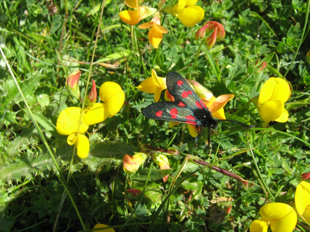 Eveil à la nature dans les dunes de St Georges-de-la-Rivière