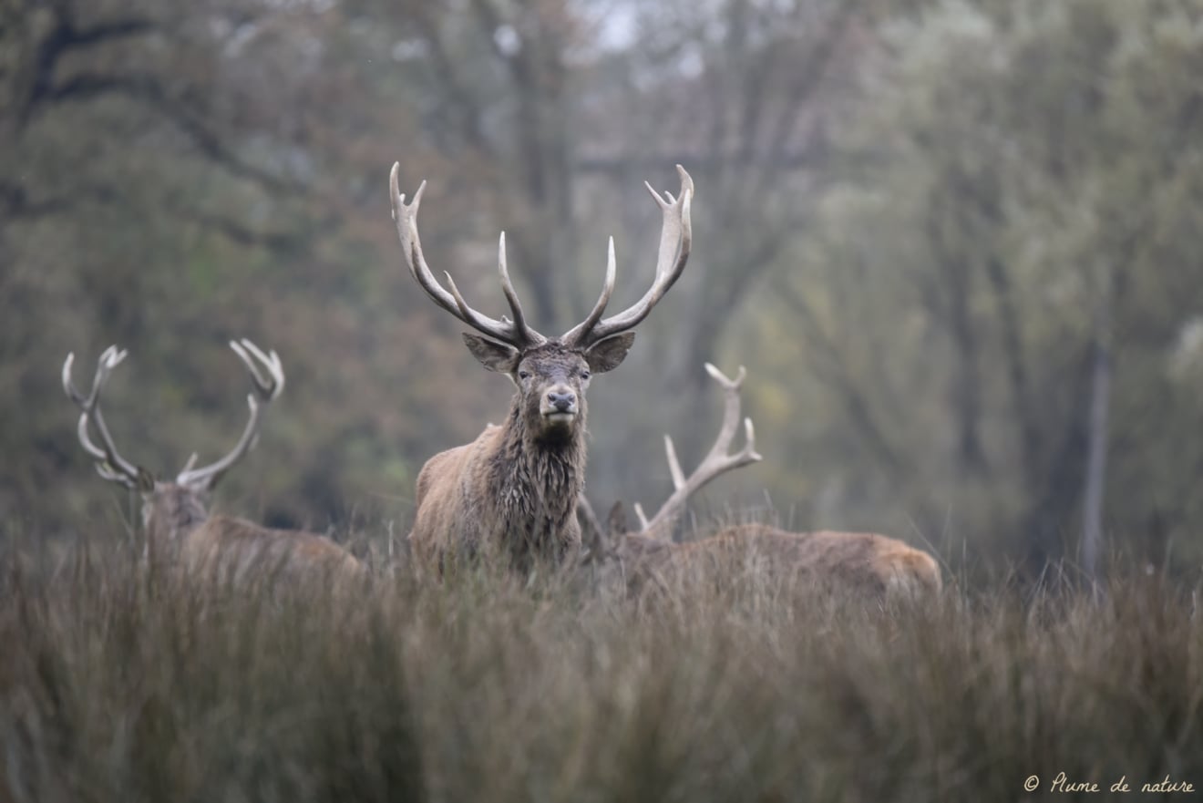 Brame du cerf en Sologne avec Plume de nature