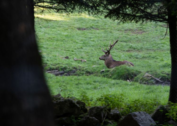 BRAME DU CERF ET CONVIVIALITÉ AU PIED DU CAGIRE